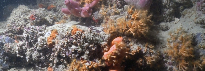 Al largo di Monopoli spunta una barriera corallina
Gli studiosi: «Potrebbe estendersi fino a Otranto»