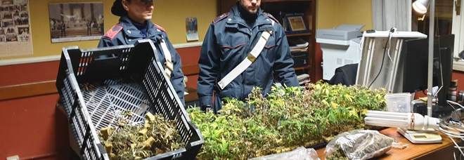 I carabinieri con le piante di marijuana sequestrate I carabinieri con le piante di marijuana sequestrate