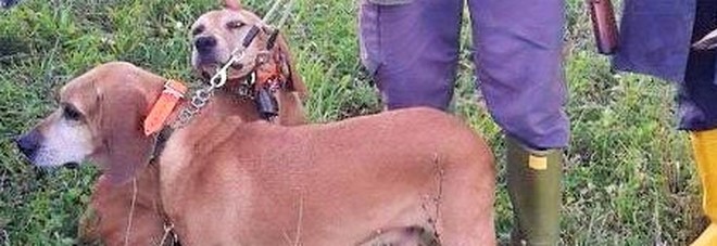 Gli rubano i preziosi segugi
per la caccia alla lepre:
«Strano, ormai erano vecchi»