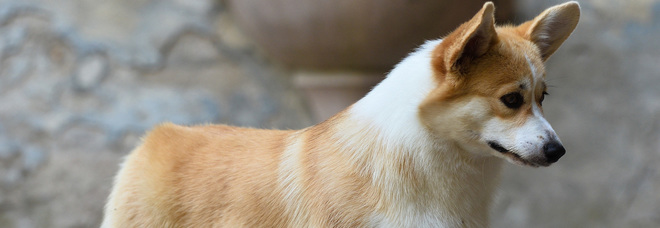 Bokshil, il cane che da dieci anni aspetta fermo il ritorno dei suoi padroni