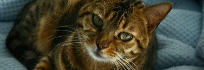 Il gatto entra nella culla e si addormenta sopra al neonato, bimbo di un mese morto soffocato