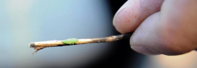 Xylella, il commissario Ue pronto a tornare in Puglia Xylella, il commissario Ue pronto a tornare in Puglia