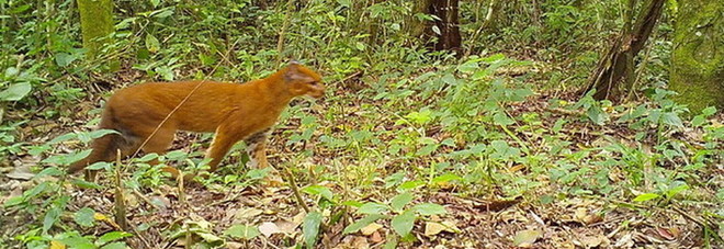 Gatto dorato, prime foto del rarissimo felino africano: la Gatto dorato, prime foto del rarissimo felino africano: la