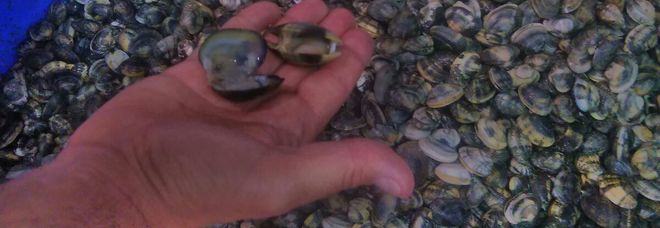 Inseguimento in Laguna, sequestrati 400 chili di vongole a due pescatori Inseguimento in Laguna, sequestrati 400 chili di vongole a due pescatori