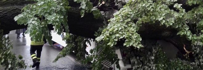 L'albero caduto due giorni fa L'albero caduto due giorni fa
