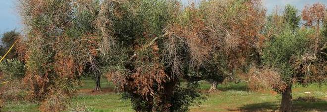 Xylella, sì agli insetticidi il Tar Lazio respinge i ricorsi contro il decreto Xylella, sì agli insetticidi il Tar Lazio respinge i ricorsi contro il decreto