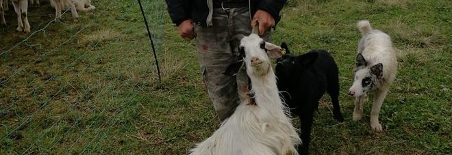 Torna il lupo sul Col Visentin e fa strage di pecore e agnelli