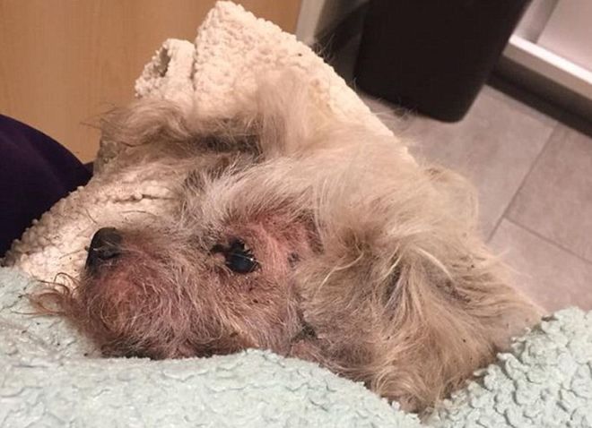 Il suo cane non va d'accordo con il gatto: lo uccide seppellendolo vivo Il suo cane non va d'accordo con il gatto: lo uccide seppellendolo vivo