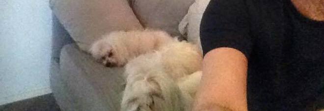 Claudio Baglioni Piange Su Facebook Il Suo Cane Maltese