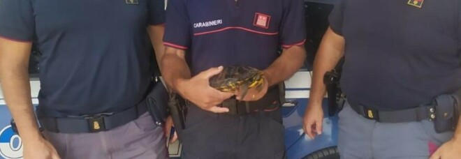 Tartaruga ferita sulla Pontina, salvata dalla polizia Stradale