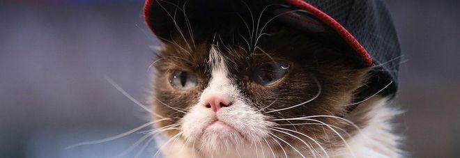 Grumpy Cat Grumpy Cat
