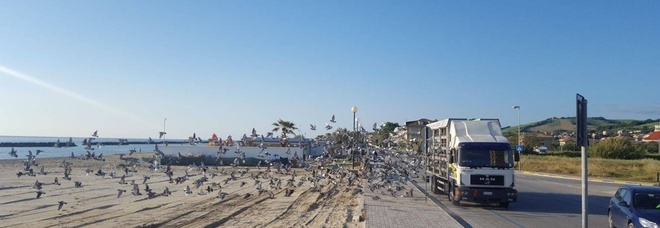 Duemila piccioni viaggiatori
liberati sul lungomare
Destinazione Reggio Emilia