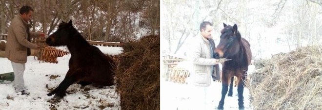 Rimasto solo dopo il sisma
e intrappolato nella neve:
cavallo salvato ad Arquata
