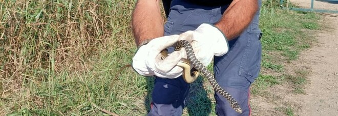 Trova un serpente nella cassetta elettrica, intervengono i carabinieri forestali