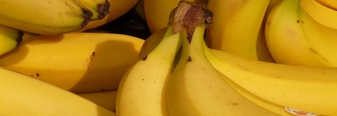 Banane, importanti per la salute delle ossa e combattere l’anemia