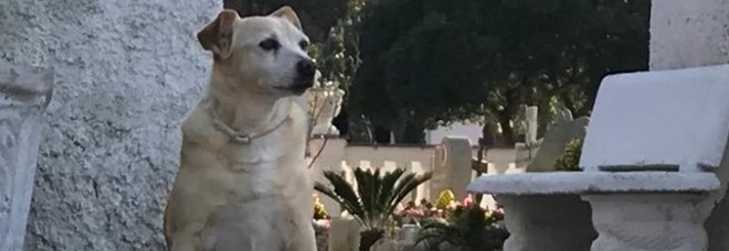 Una statua per ricordare la cagnolina Nicoletta. Aveva vegliato per 10 anni sulla tomba del padrone