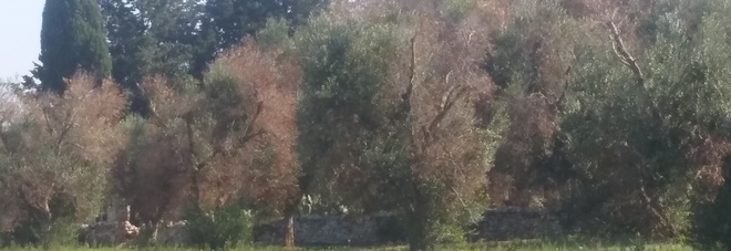 La xylella avanza a nord: focolai a Ostuni, Ceglie e Cisternino. E trema la piana dei millenari La xylella avanza a nord: focolai a Ostuni, Ceglie e Cisternino. E trema la piana dei millenari