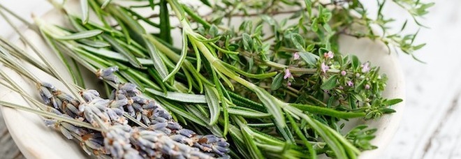 In Finlandia alla ricerca di erbe aromatiche e curative nei boschi