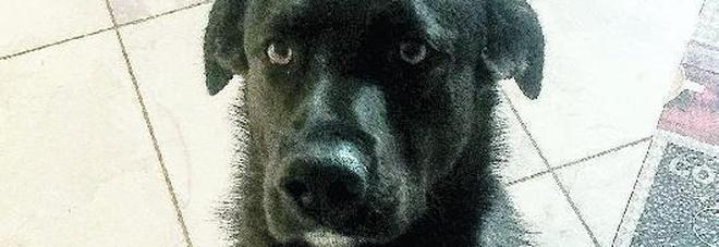 Colpo fallito in casa, ma dopo il passaggio dei ladri sparisce l'amato cagnolino Colpo fallito in casa, ma dopo il passaggio dei ladri sparisce l'amato cagnolino
