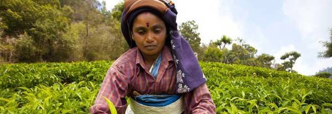L'economista indiana Bina Agarwal: «L'agricoltura salva le donne dalle violenze»