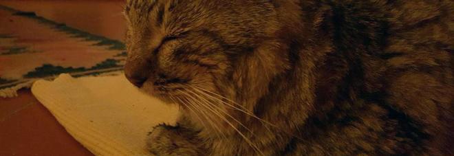 Fa 140 chilometri in un anno e mezzo per tornare a casa: il gatto muore tra le braccia della sua padrona Fa 140 chilometri in un anno e mezzo per tornare a casa: il gatto muore tra le braccia della sua padrona