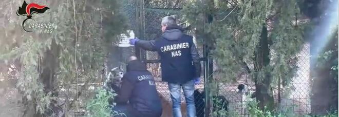 Irregolarità, i carabinieri del Nas chiedono la sospensione dell'attività per sei canili