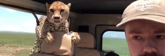 Un ghepardo sale sulla jeep: il safari è da brividi /Video Un ghepardo sale sulla jeep: il safari è da brividi /Video