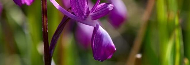Una orchidea selvatica Una orchidea selvatica