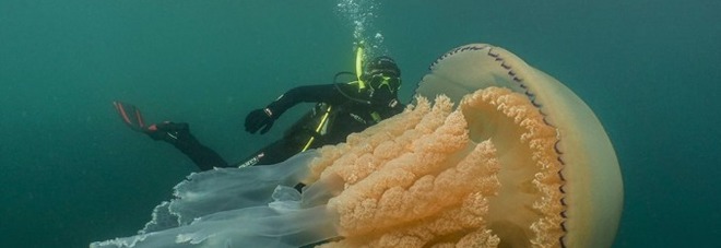Medusa gigante avvistata in mare: «Grande quasi quanto un uomo». Le immagini impressionanti
