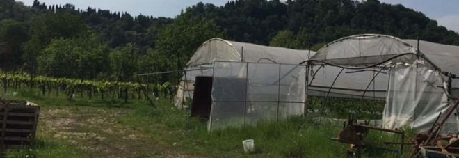 Una serra colpita dall'inquinamento da Pfas