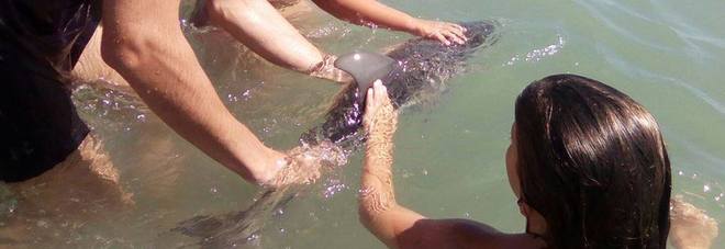 Carezze e selfie: il baby delfino muore per la paura Carezze e selfie: il baby delfino muore per la paura