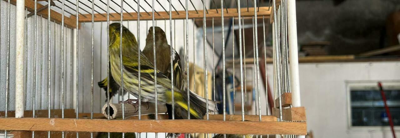 Napoli, controlli sugli animali: sequestrati 154 uccelli