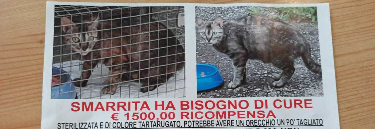 Ce l'ha fatta la gattina Tamy: era stata lanciata da un'auto in corsa -  Bolzano - Alto Adige