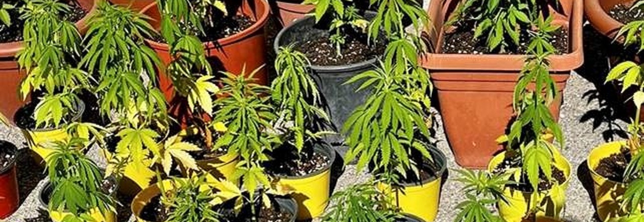 Sorpresi a fumare marijuana nell'area verde. 4 persone nei guai -  TRIESTE.news