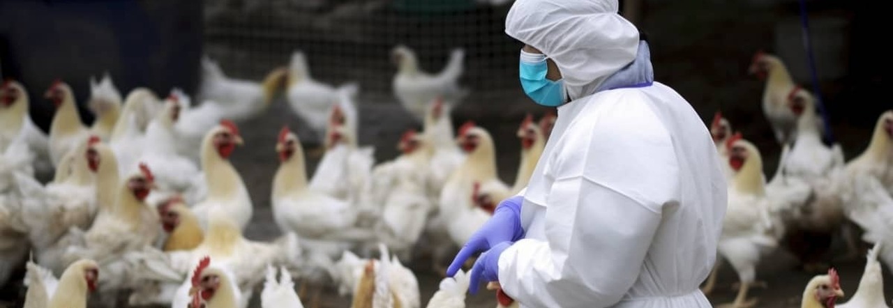 Influenza aviaria, primi tre casi nell'uomo nel 2023 e 200 milioni di animali infetti: si teme il salto di specie, vaccini già in produzione Che cosa sappiamo