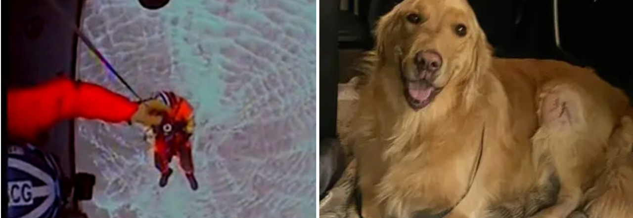 Cucciolo di Golden Retriver sfugge ai padroni e precipita dalla scogliera a  picco sul mare: l'incredibile salvataggio della guardia costiera