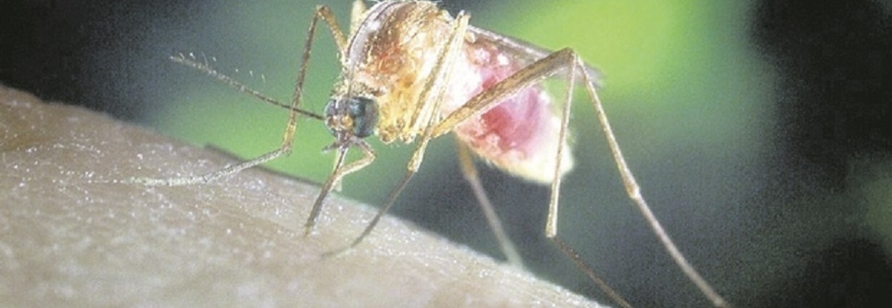 Zanzare, l'appello degli scienziati ai cittadini: «Mandateci le foto delle zanzare». Tra le più pericolose la Aedes Aegypti