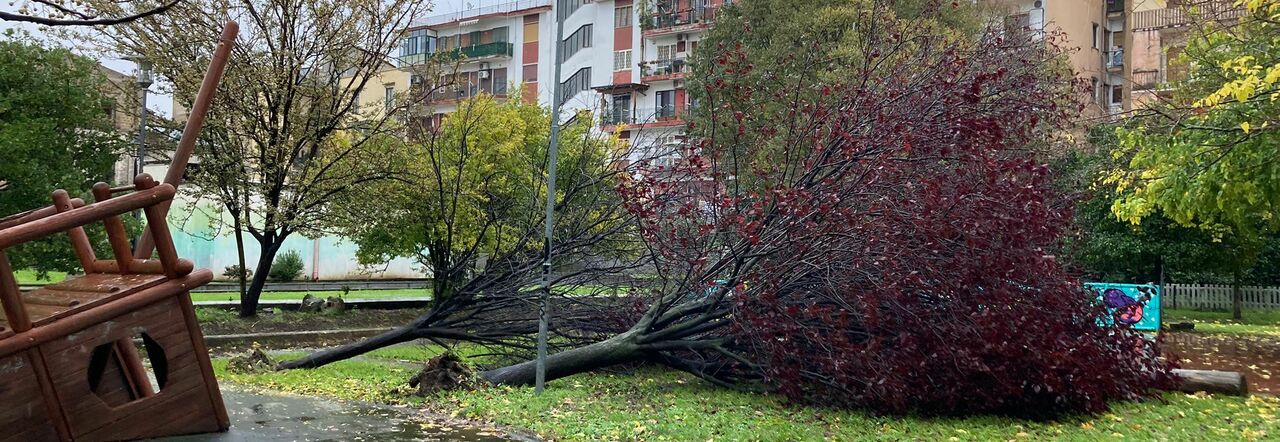 Gli alberi caduti a Caserta