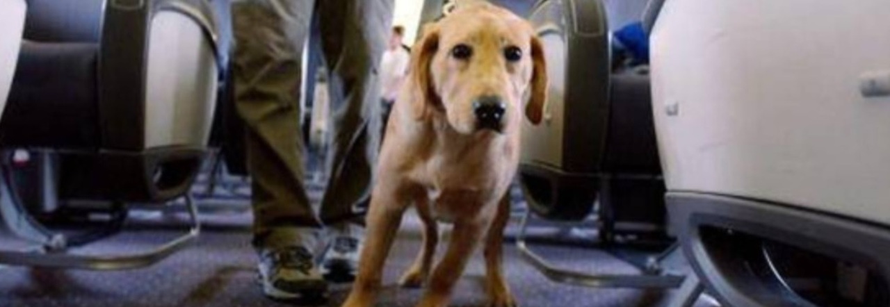 Viaggi in aereo, la svolta per il trasporto di animali domestici: ora cani  e gatti potranno volare in cabina. Le nuove regole