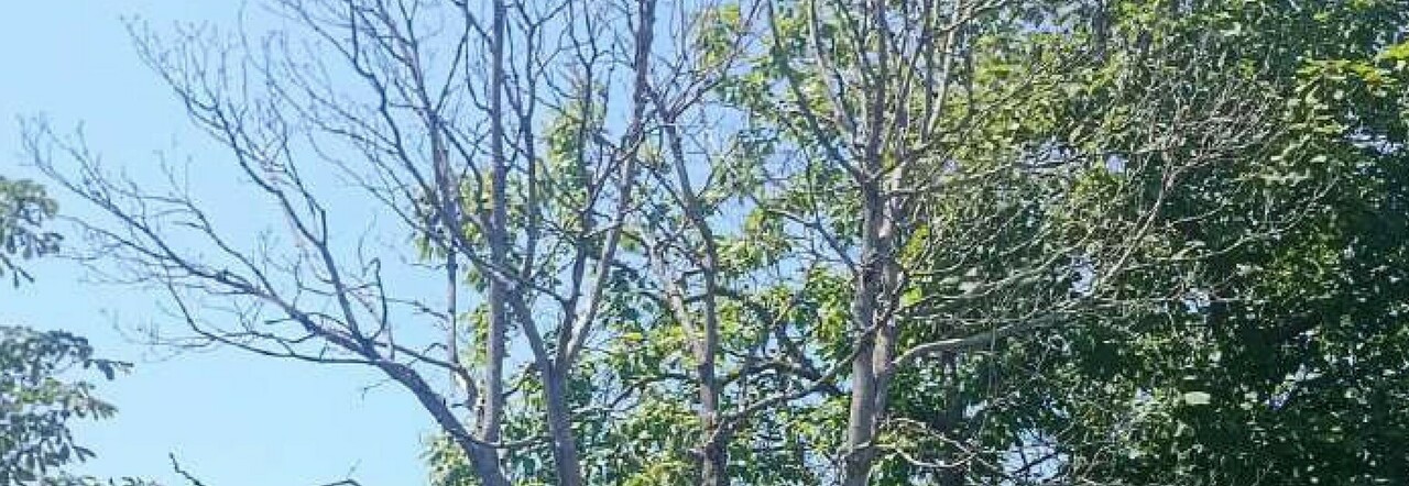 Napoli, via ceppaie e piante morte