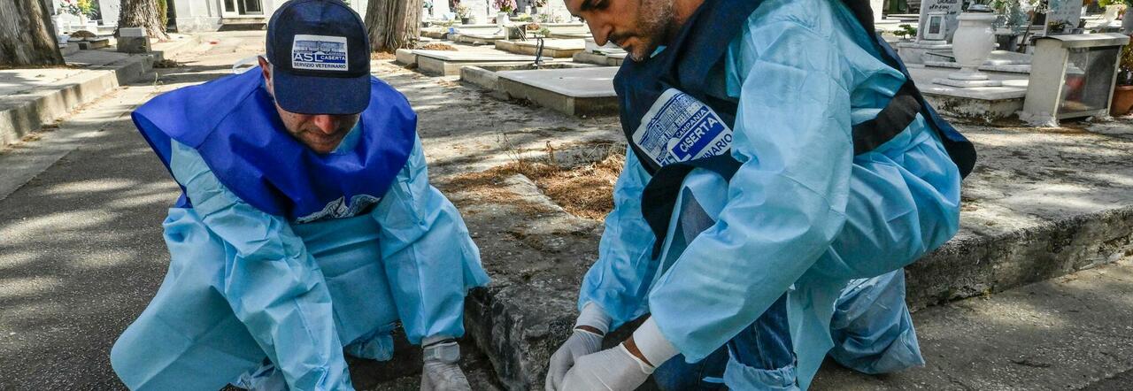 West Nile, quarta vittima nel Lazio: è una 93enne di Cisterna di Latina. Era ricoverata allo Spallanzani di Roma