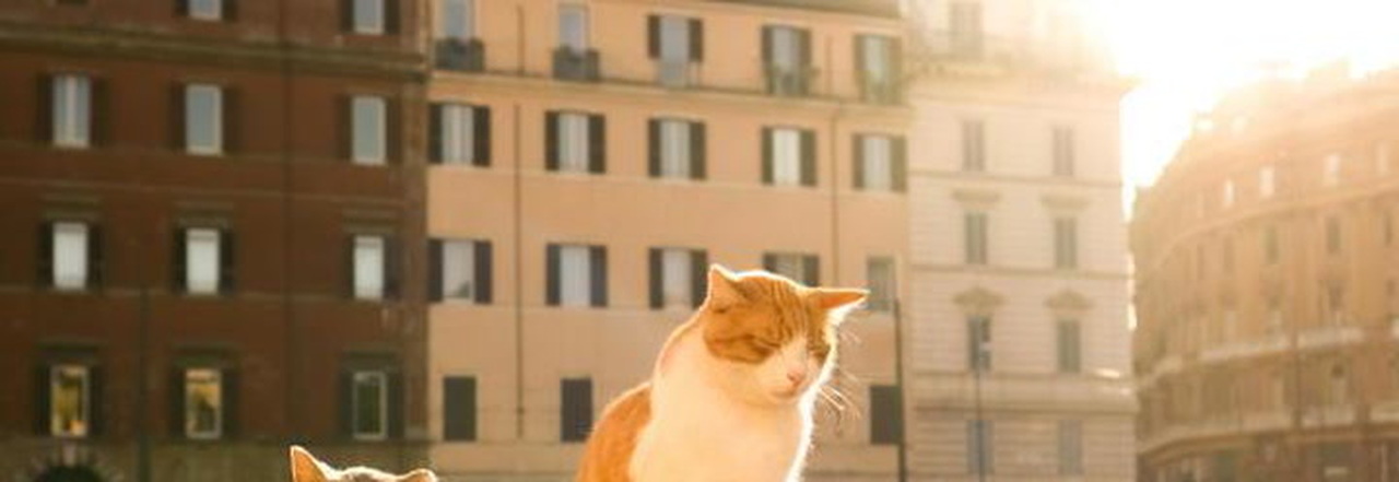 Lucilla Vespucci, morta la bibliotecaria: nel testamento 156.617 euro al rifugio comunale per il benessere dei gatti randagi VIDEO