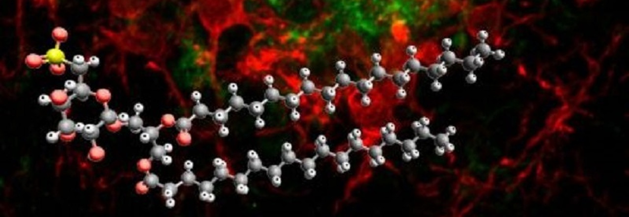 La molecola smart è chiamata Sulfavant A