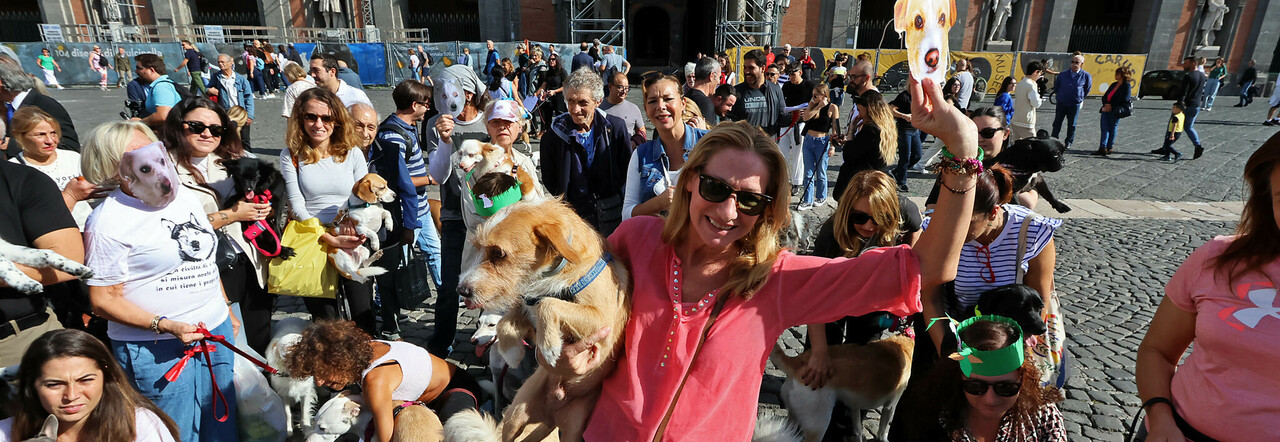 Cani in piazza al Plebiscito