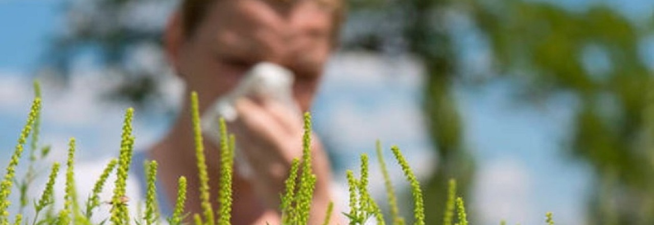 Allergia, è allarme per smog e polline: così si scatenano riniti e asma (anche in chi non ne soffre)