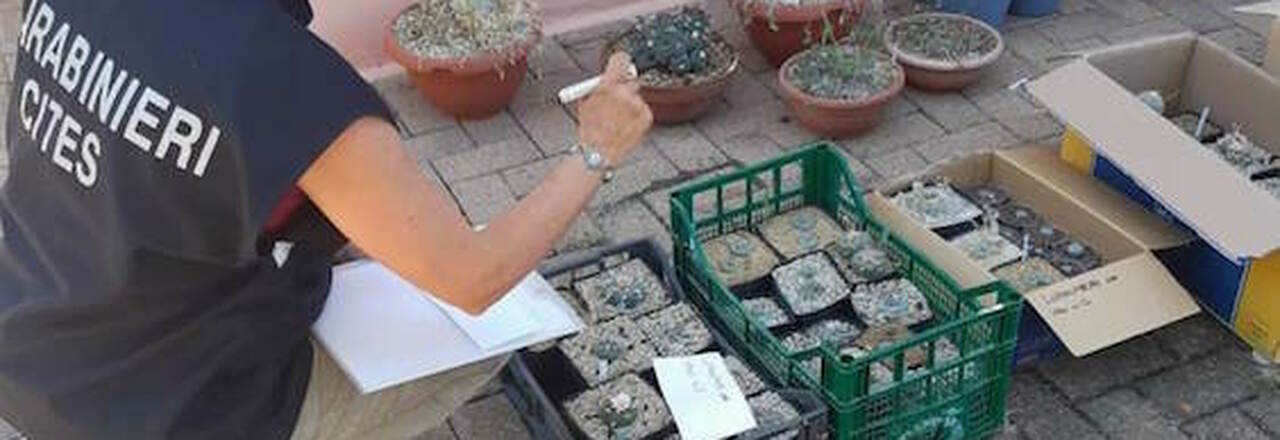 Marche, 253 cactus allucinogeni in una serra: arrestato un 42enne