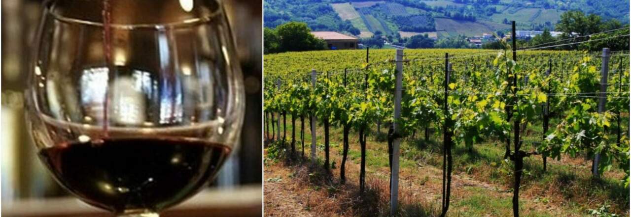 Vino Italia Sconfitta Dalla Francia Dopo Tre Anni Di Primato Non