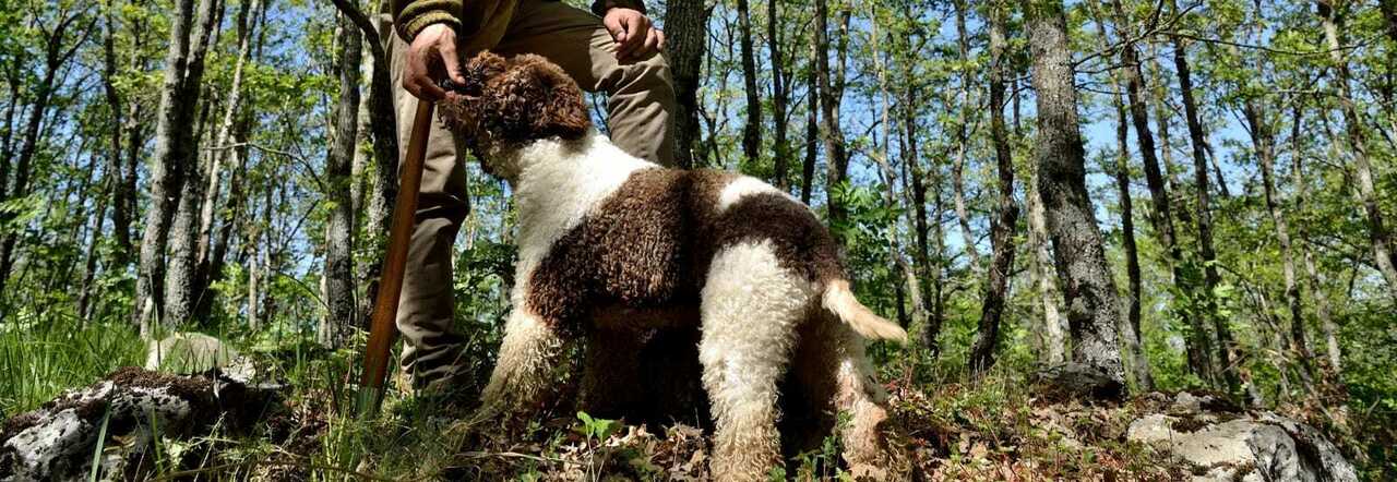 Un cane da tartufo