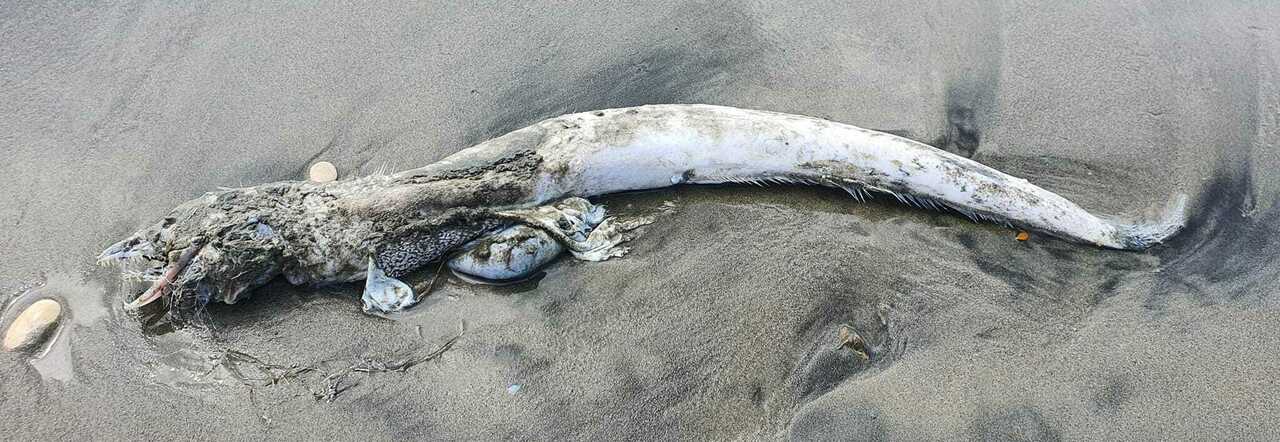 Ostia, carcassa di un pesce "degli abissi" ritrovata sulla spiaggia. Allarme sui social: «Un mostro marino»