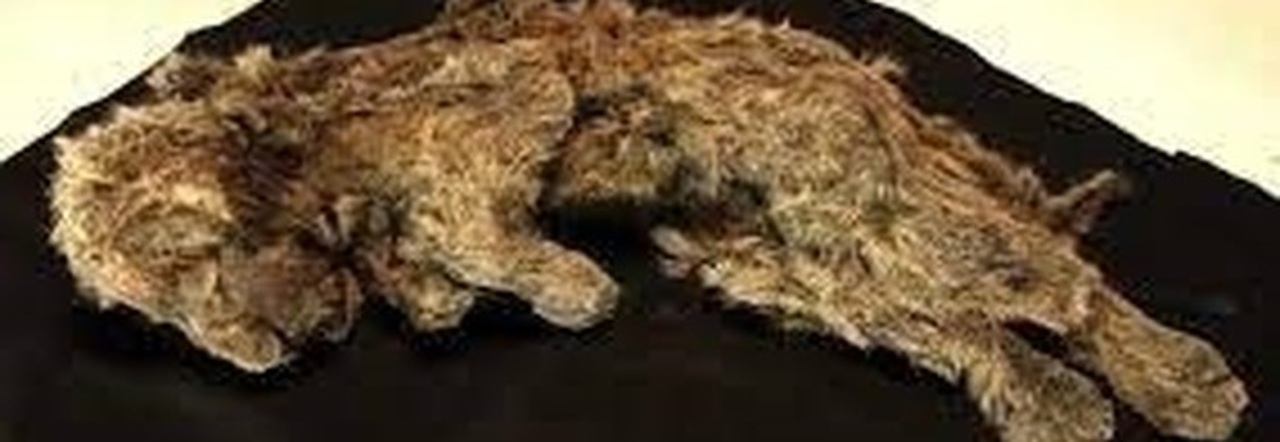 Siberia, dal permafrost spunta cucciolo di leone delle caverne perfettamente conservato: ha 28mila anni